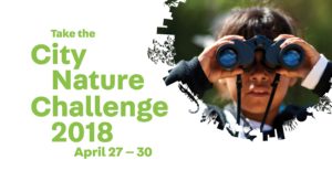 City Nature Challenge Graphic