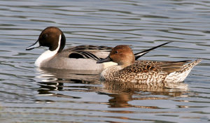 Photo Northern Pintails (Male and Female)