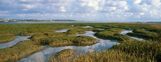 Photo of Kendall-Frost Marsh