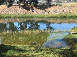 Image of high tide at Rose Creek