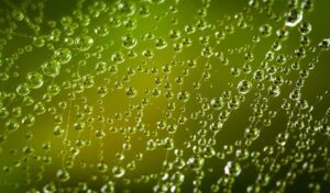 Photo of spider web with rain drops