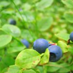 Close up of photo blueberries on the bush