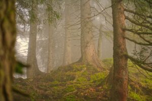 Photo of forest in the fog